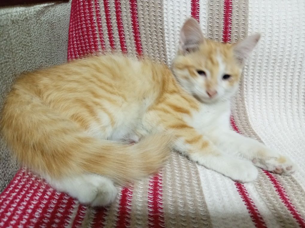 Котята, Mushukchalar