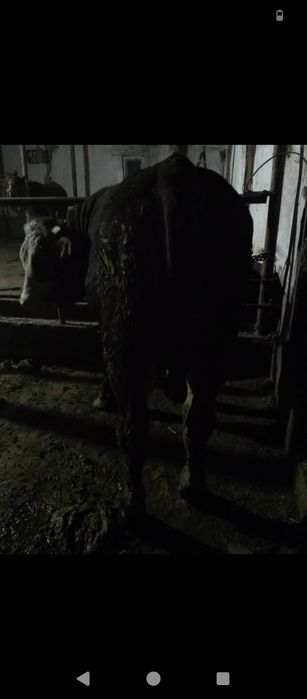 Продам быков срочно