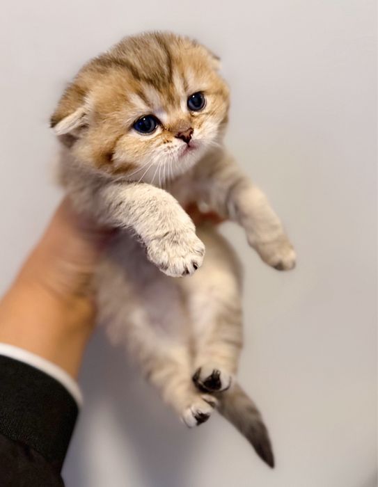 чистокровные котята золотая шиншилла