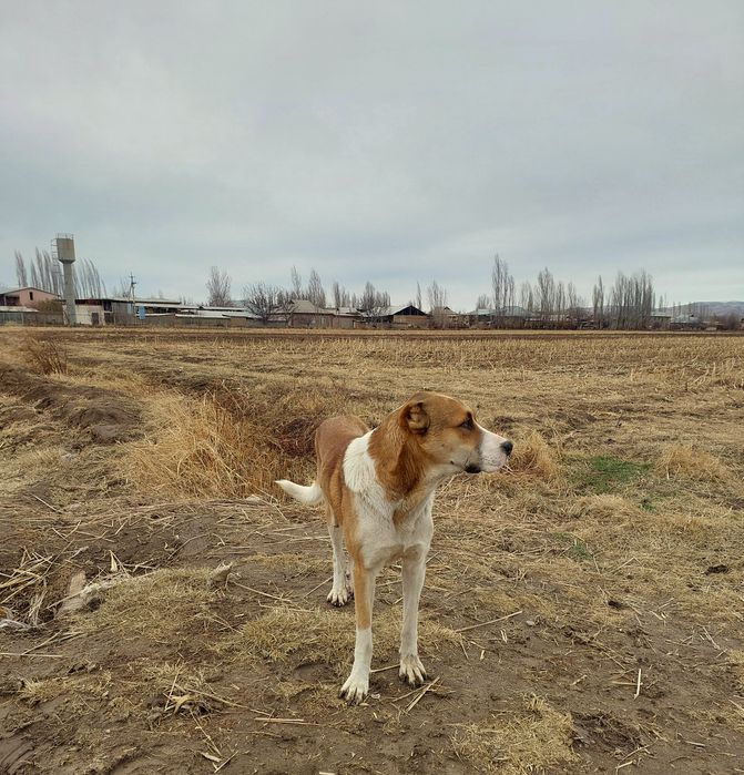 Продаётся Алабай мальчик 1 год 8 месяц  все отлично