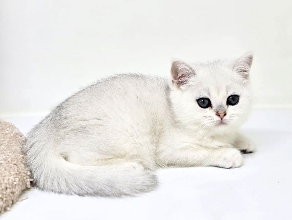 Котята Британские шиншиллы