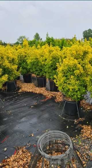 Plante Decorative Pentru Gradina