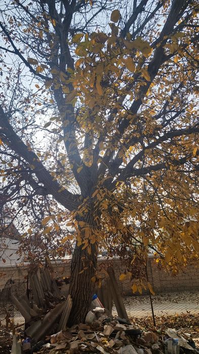 Продается орешина. Ёнгок дарахти сотилади.