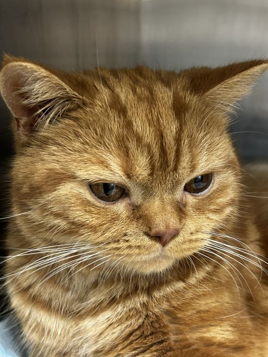 Котик в самые добрые руки