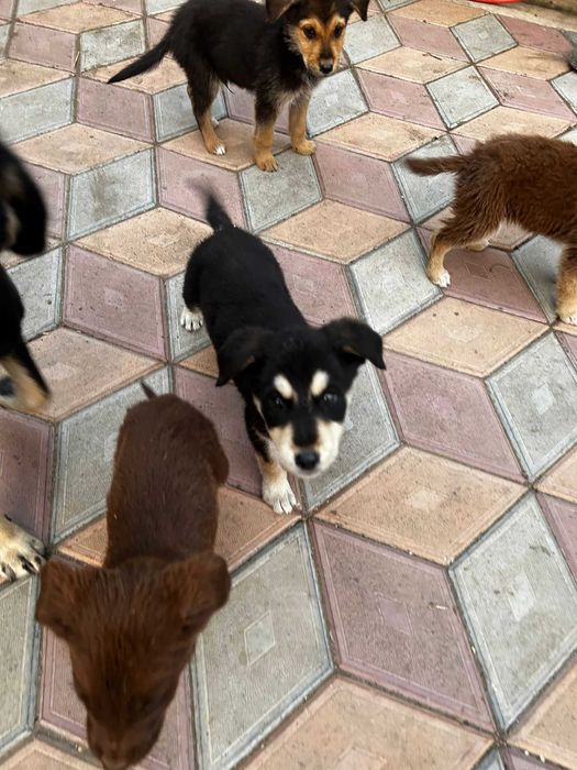 Donez 6 puii de caine