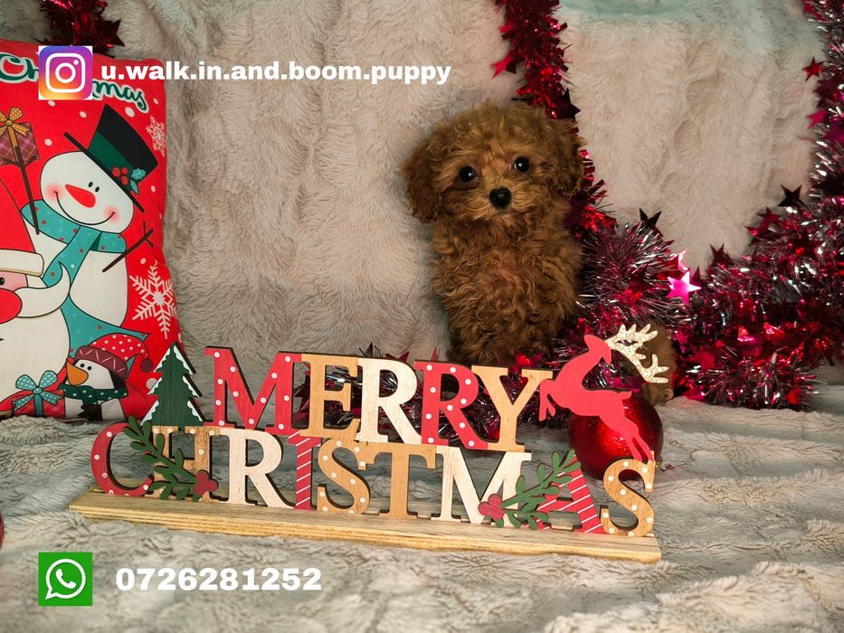 Vand fetita Pudel rosu toy