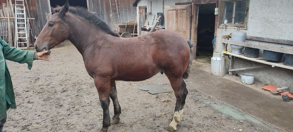 De vanzare manz de 6 luni