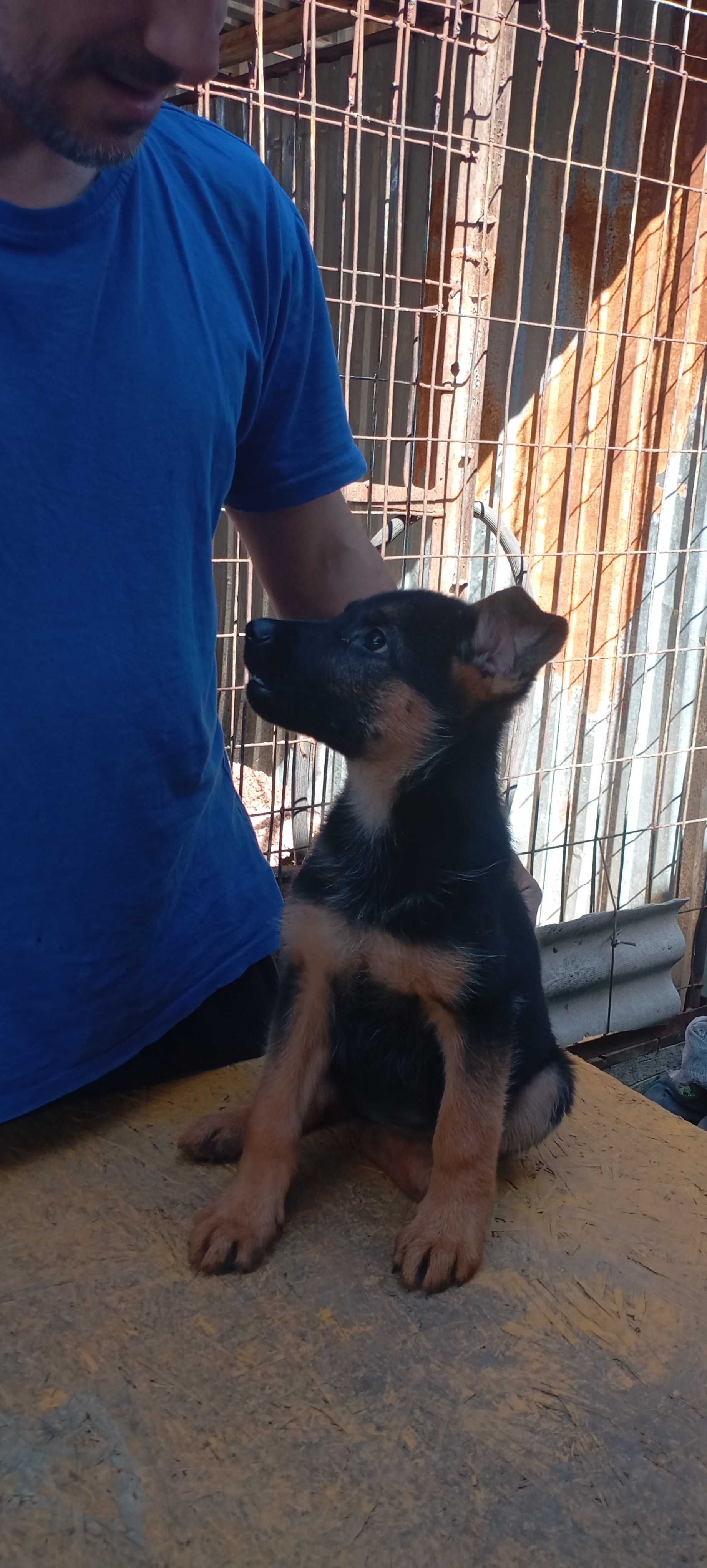 Продам щенка Немецкой овчарки. Девочка