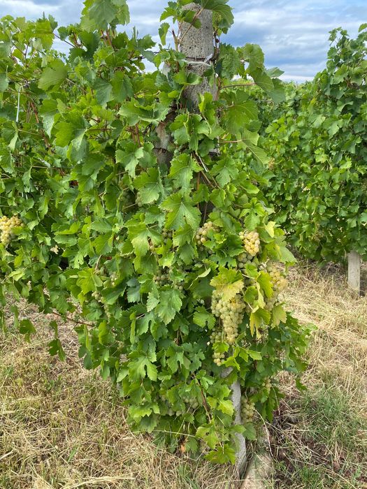 Strugurii de vin