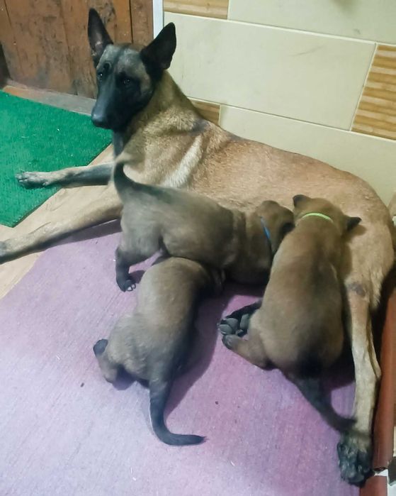 Щенки бельгийской овчарки Малинуа