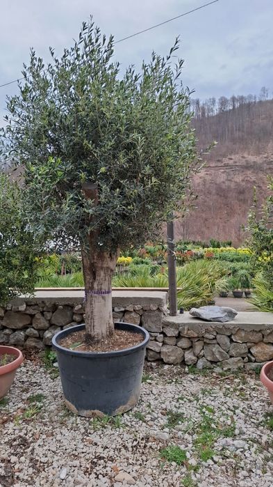 Măslin secular de peste 30 de ani