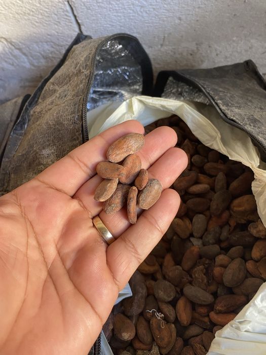 Boabe de cacao din nigeria