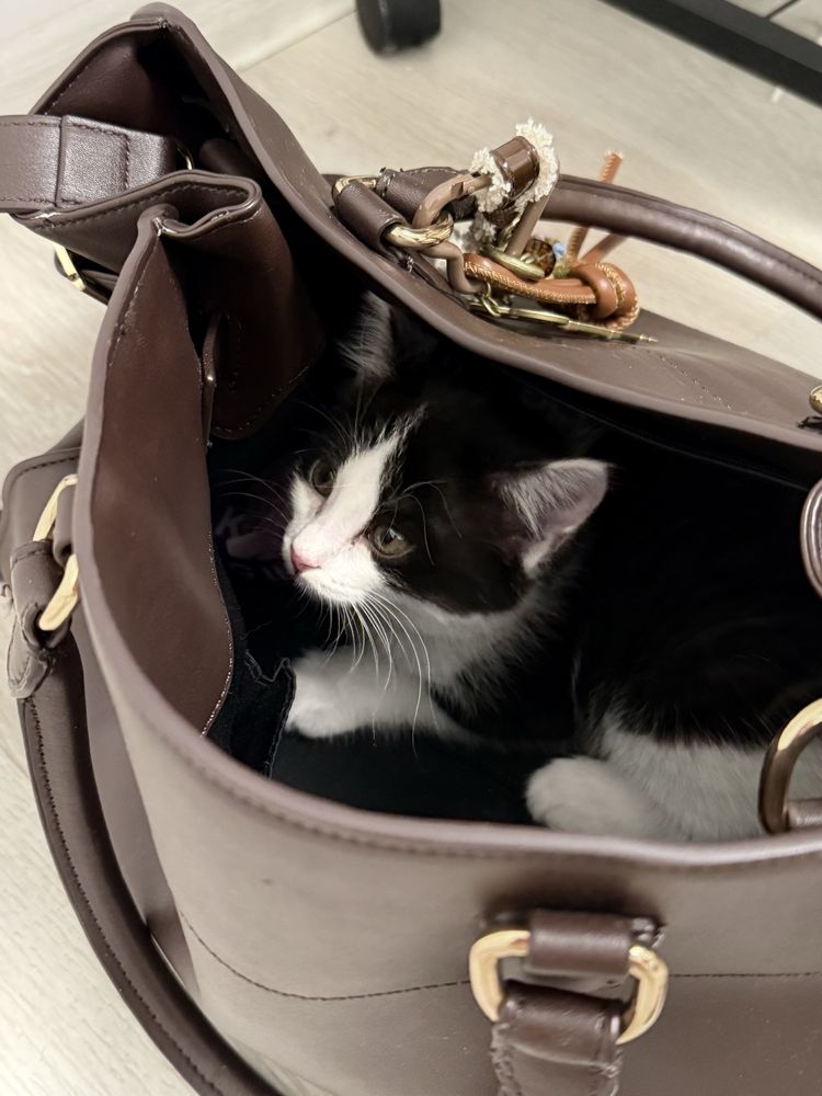 Котенок-девочка ищет дом
