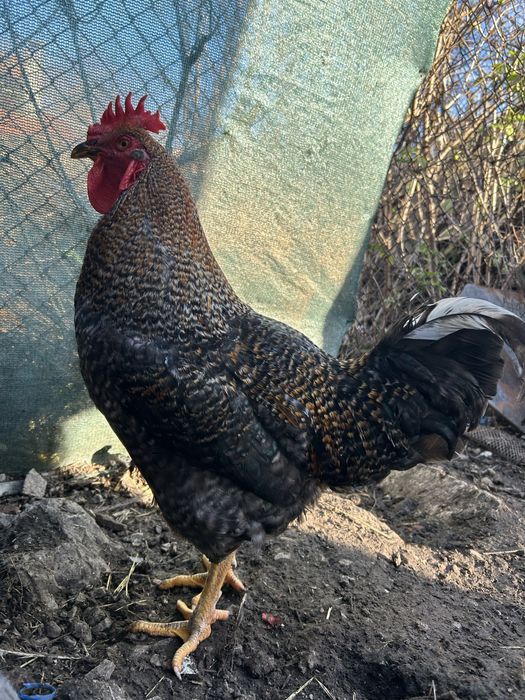 Продавам едри ,млади петли за месо 25лв/брой