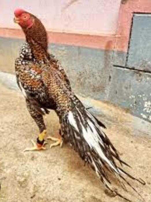 Pakistan xuroz tuxumlariga zakaz olamiz