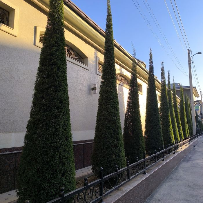 Archa   sotiladi