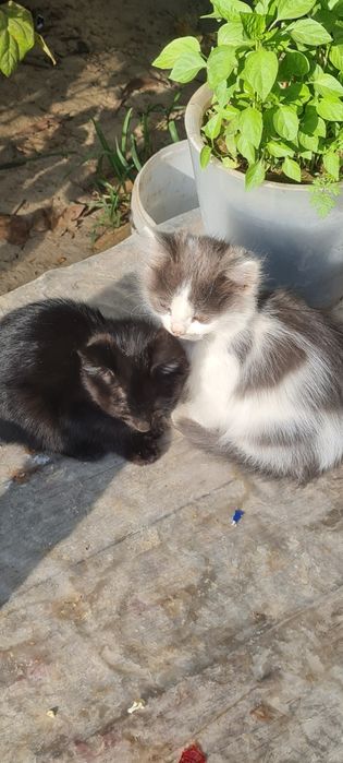 Котята мушукча бесплатно