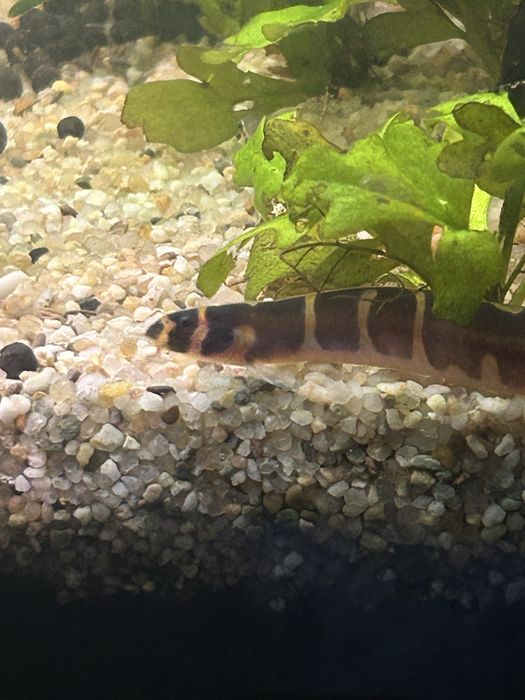 Vand / schimb kuhlii loaches