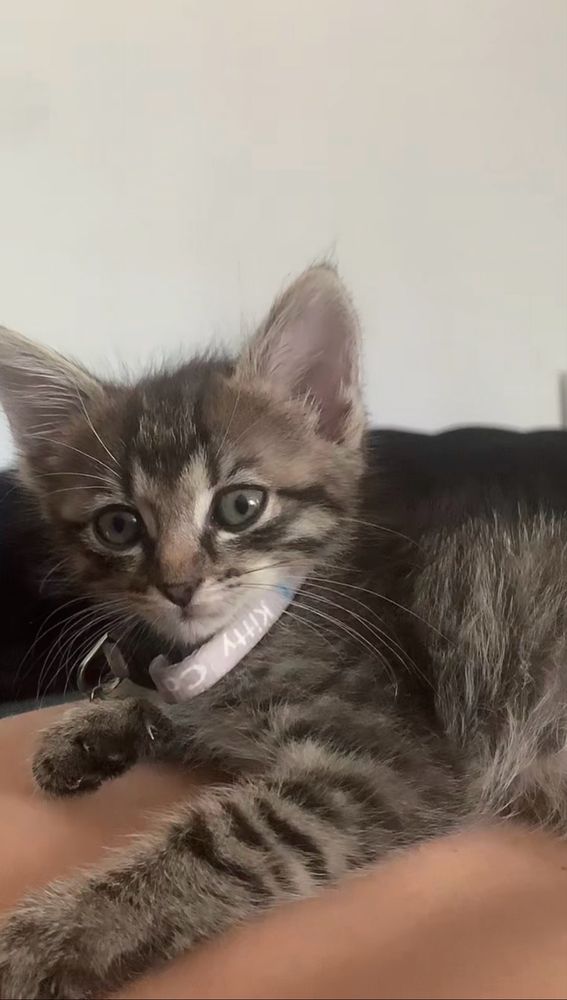 American shorthair