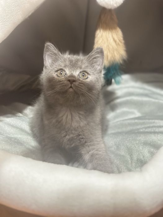 Котята от правильной вязки