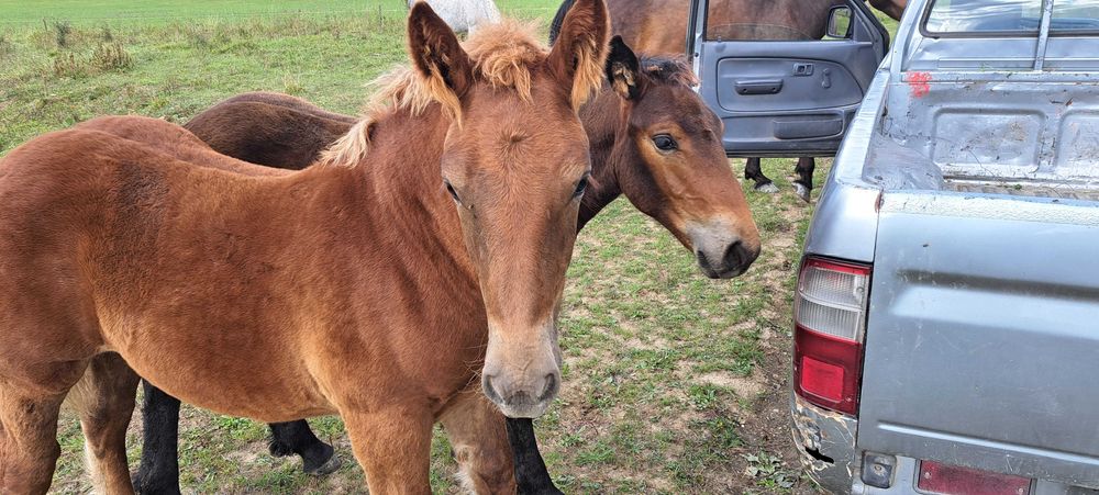 Manji armasari fratii !!