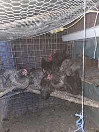 Gaini Australorp pui Australorp Cluj Apahida