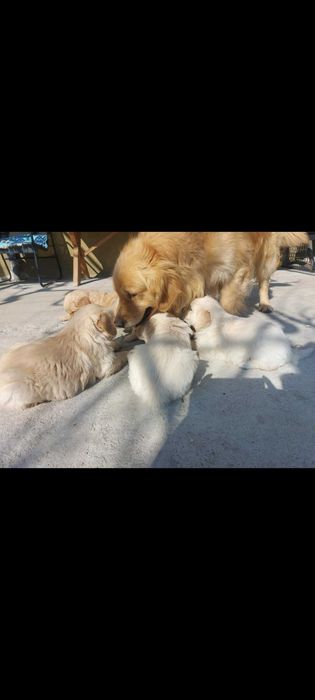 Голдън ретривър бебета