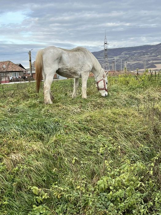 Vând iapa de abator
