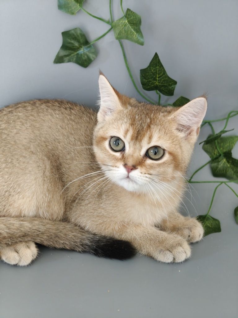 Котик Шиншилла 3 мес ny25