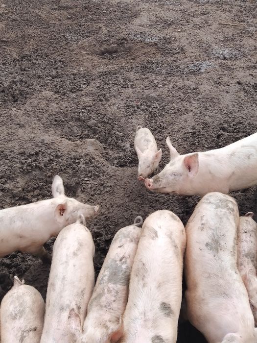 Продавам прасета за угояване
