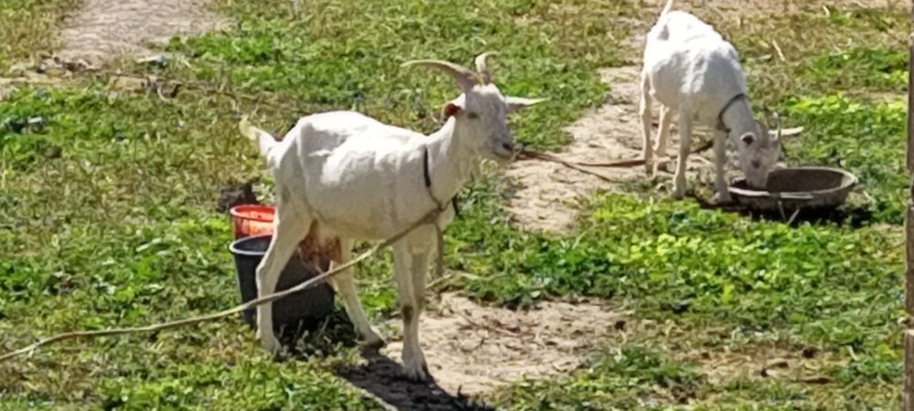 Кучкор буй 92 см+бошдан думбагача 1м 45 см.шахрисабзда.турт,тищ.12, ми