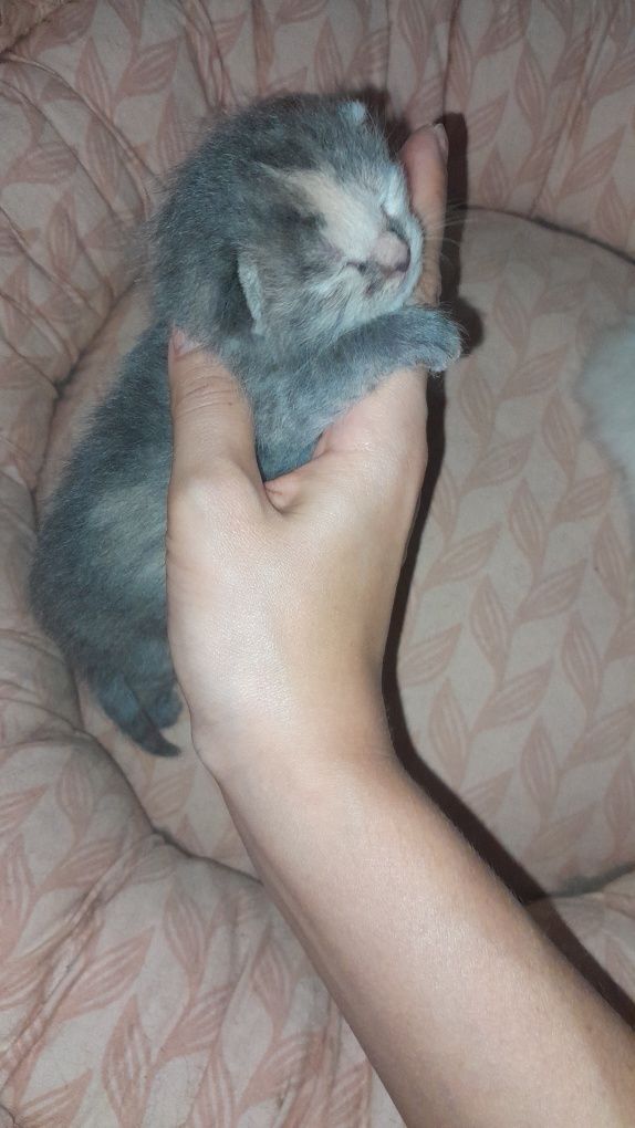 Родились котята домашние!