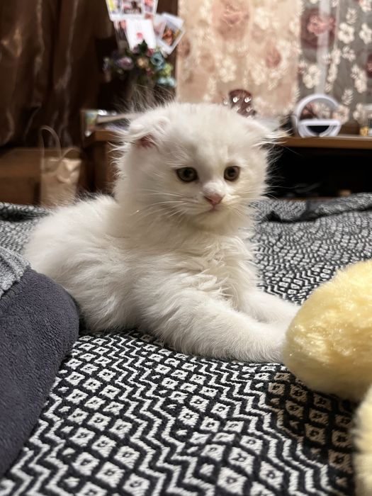 Скотиш фолд вислоухая, Шотландская длиношёрстая