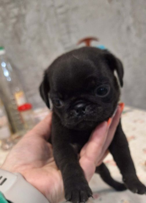 Продавам чистокръвни мопсчета