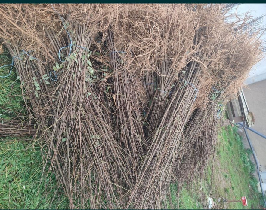 Puieți salcâm frasin fag carpen ulm plop mesteacăn brad molid Tei arin