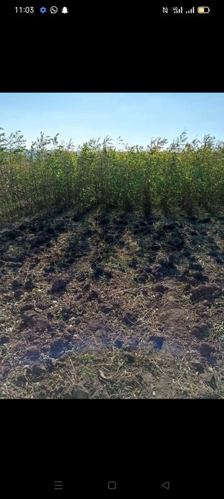 Puieți de reducere  salcâm brad tei Frasin cires sălbatic plop Ulm mes