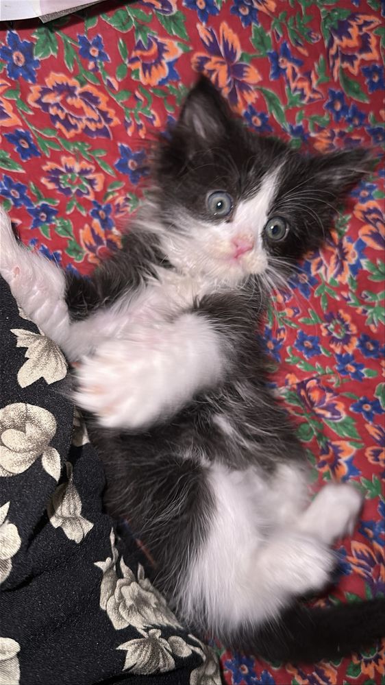 Котенок хороший добрый мальчик отдаю  хорошие руки