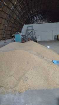 Продам пшеницу сухое. Ангарно хранение