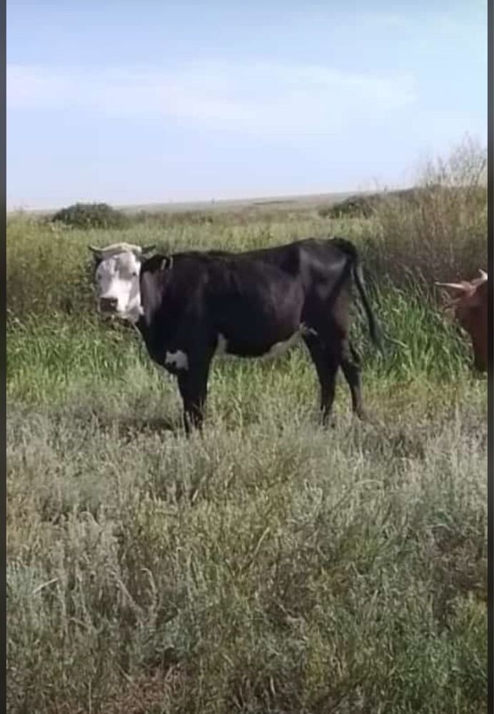 Жүгірме қашар семіз күйі жаксы