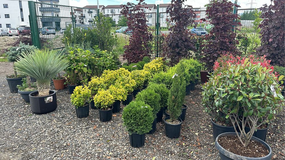 Iuca rostrata bosai ilex maslini tuia brazi spirale forme inupar etc