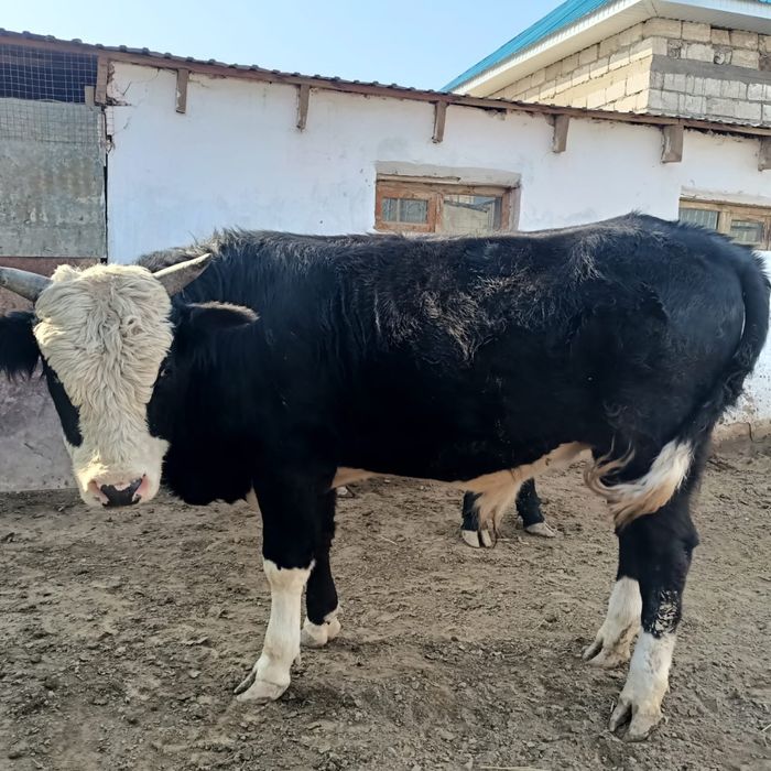 Сиыр(еркек)сатылады