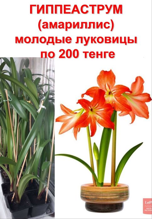 комнатные цветы гиппеаструм (амариллис)