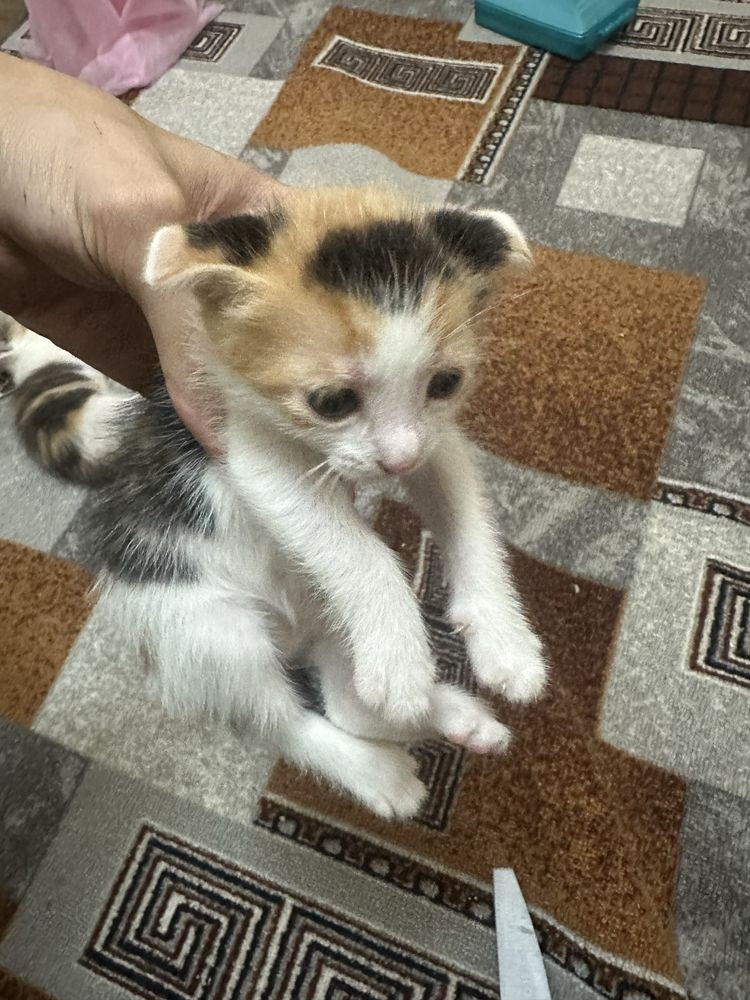 Котята котята котята