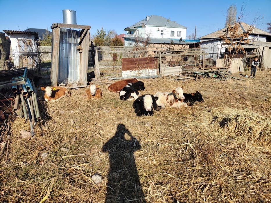 Еркек бчоктар 8 бас сатылады