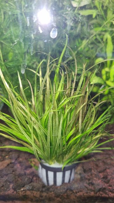 Аквариумни растения