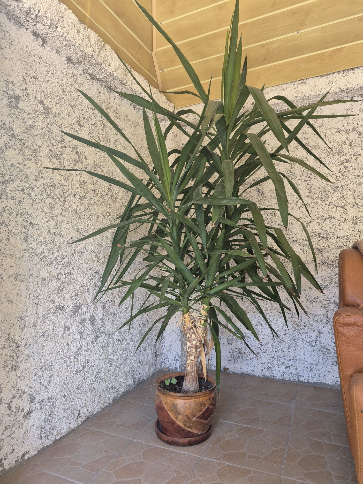 Yuca de interior.