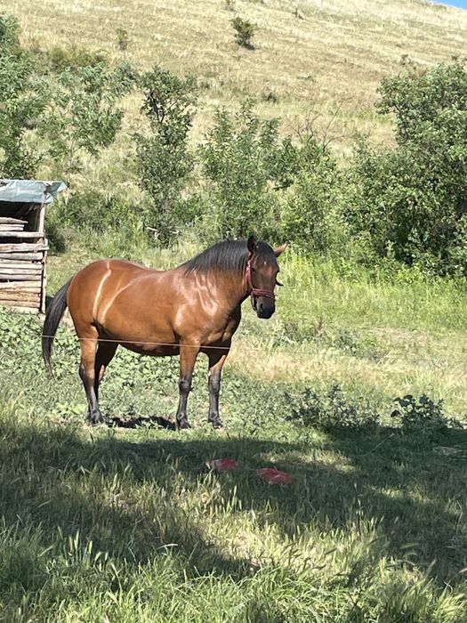 Vand iapa de 4 ani invatata la ham blanda  cu ham in stare perfecta