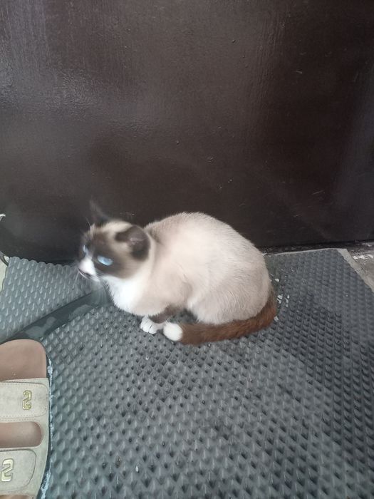 Кошечка  в хорошие руки