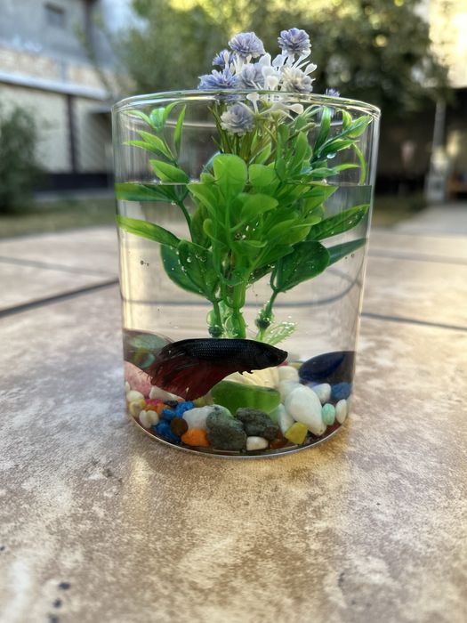 Рыбка петушок декоративные