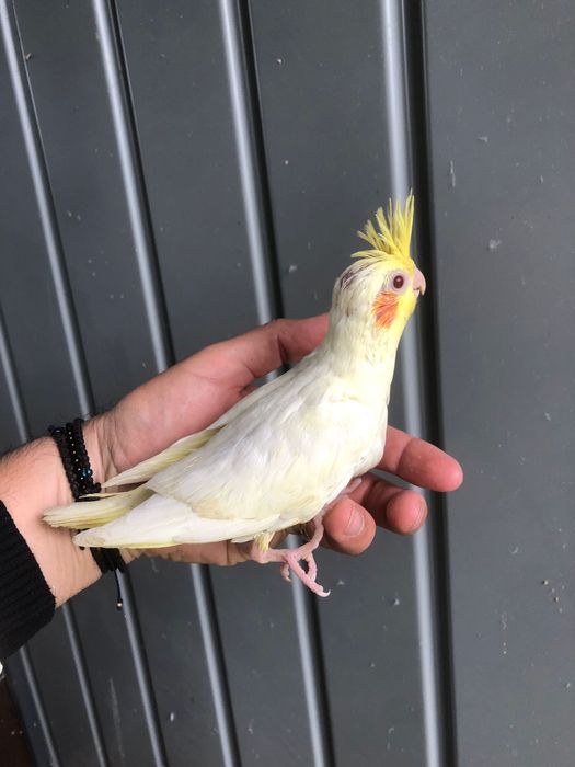 Papagali nimfa pui si adulti nimfe